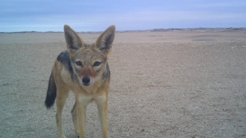 Black-backed Jackal investigating a camera on the Skeleton Coast, Namibia